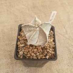 FE2501 - Astrophytum híbrido Onzuka x ornatum - comprar online