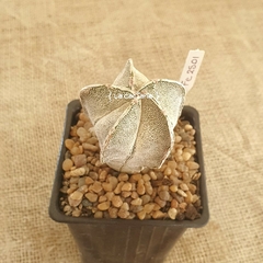 FE2501 - Astrophytum híbrido Onzuka x ornatum en internet