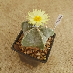 FE2512 - Astrophytum myriostigma en internet