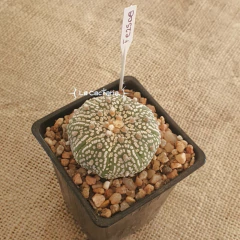 FE2508 - Astrophytum asterias 'Superkabuto' - La Cactaria