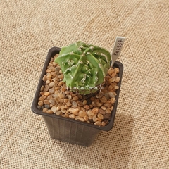 OUTLET - Astrophytum myriostigma Fukuryu - comprar online