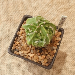 OUTLET - Astrophytum myriostigma Fukuryu en internet