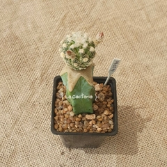 FE2540 - Astrophytum asterias Kikko injertado - comprar online