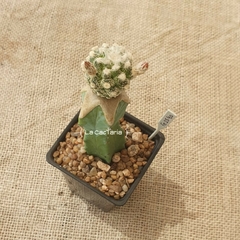 FE2540 - Astrophytum asterias Kikko injertado en internet