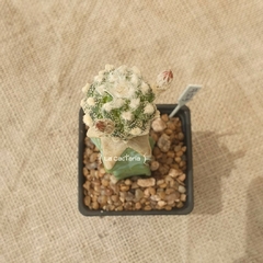 FE2540 - Astrophytum asterias Kikko injertado - tienda online