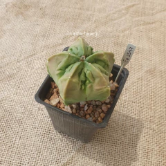FE2547 - Astrophytum myriostigma cv. Fukuryu nudum en internet