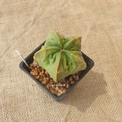 Imagen de FE2547 - Astrophytum myriostigma cv. Fukuryu nudum