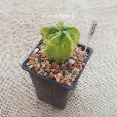 MR2514 - Astrophytum myriostigma cv. Fukuryu - La Cactaria