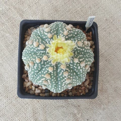 MR2522 - Astrophytum asterias 'Star Shape' M10 - comprar online