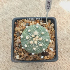 AB2513 - Astrophytum asterias en internet