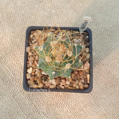 AB2561 - Astrophytum capricorne var. senile en internet