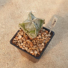 MY2561 - Astrophytum myriostigma Fukuryu doble Hakujo cuadricostatum en internet