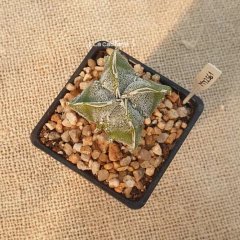 MY2561 - Astrophytum myriostigma Fukuryu doble Hakujo cuadricostatum - comprar online