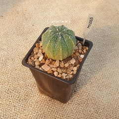 MY2553 - Astrophytum híbrido - comprar online