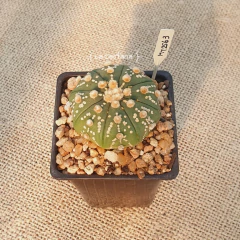 MY2563 - Astrophytum asterias Superkabuto Golden Dots - La Cactaria