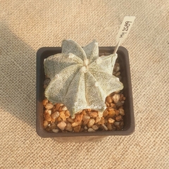 MY2589 - Astrophytum híbrido en internet