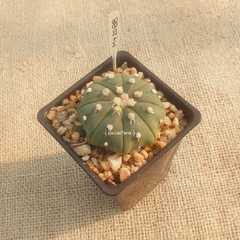 MY2588 - Astrophytum asterias nudum 'Star Shape' en internet