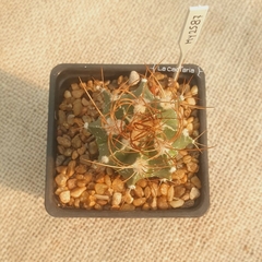 MY2587 - Astrophytum capricorne en internet