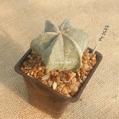 MY2577 - Astrophytum myriostigma Hakujo multicostatum - comprar online