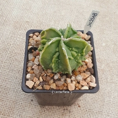 JN2518 - Astrophytum myriostigma cv. Fukuryu - La Cactaria