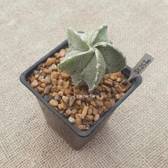 OUTLET - Astrophytum myriostigma Fukuryu doble Hakujo - comprar online
