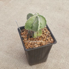 OUTLET - Astrophytum myriostigma Fukuryu doble Hakujo - tienda online