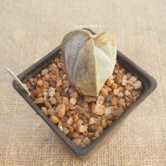 SE2521 - Astrophytum coahuilense tricostatum en internet