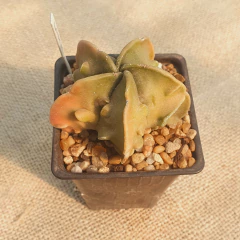 SE2509 - Astrophytum myriostigma cv. Fukuryu en internet