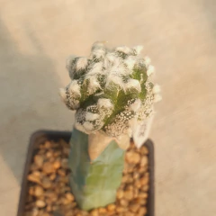 SE25118 - Astrophytum asterias Kikko injertado - La Cactaria