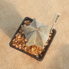 OUTLET - Astrophytum myriostigma cv. Onzuka - tienda online