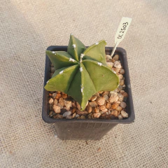 OUTLET - Astrophytum myriostigma Fukuryu nudum multicostatum - La Cactaria