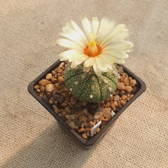 NOV2519 - Astrophytum asterias en internet