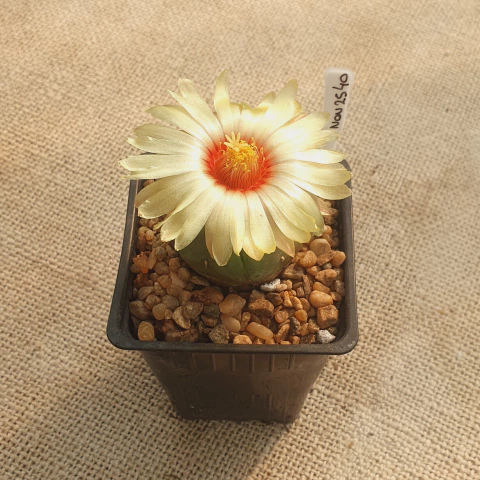 NOV2540 - Astrophytum asterias 'Goryo' nudum - comprar online