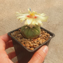 NOV2540 - Astrophytum asterias 'Goryo' nudum - La Cactaria