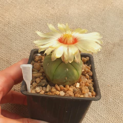 NOV2540 - Astrophytum asterias 'Goryo' nudum en internet