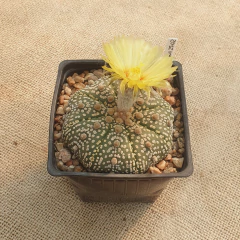 NOV2502 - Astrophytum asterias 'Superkabuto' M10 - tienda online