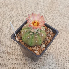 NOV2588 - Astrophytum asterias Roseiflower - La Cactaria