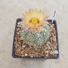 NOV2569 - Astrophytum asterias 'Superkabuto' M10 - tienda online
