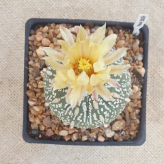 NOV2554 - Astrophytum asterias 'Superkabuto' M10 - La Cactaria