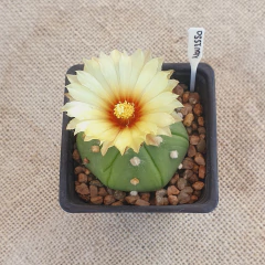 NOV2550 - Astrophytum asterias 'Goryo' nudum - La Cactaria