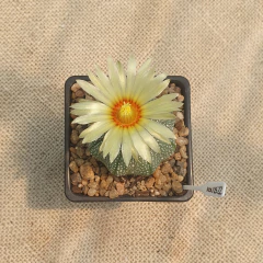 NOV2522 - Astrophytum asterias 'Star Shape' - comprar online