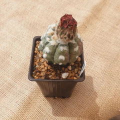 NOV25140 - Astrophytum asterias cv. Kikko Feather Flower injertado - tienda online