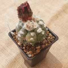 NOV25140 - Astrophytum asterias cv. Kikko Feather Flower injertado - comprar online