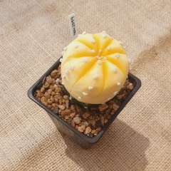 OUTLET - Astrophytum asterias aurea injertado en internet