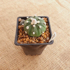 LC0313 - Astrophytum asterias hibrido