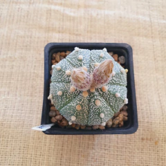 LC0369 - Astrophytum híbrido - La Cactaria