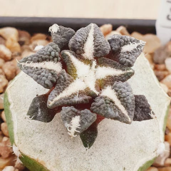 LC0415 - Ariocarpus kotschoubeyanus x Godzilla injertado
