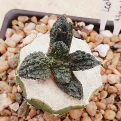 LC0480 - Ariocarpus fissuratus cv. Green Coral injertado en internet