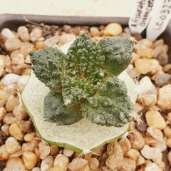 LC0323 - Ariocarpus fissuratus cv. Green Coral injertado