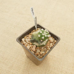 LC0160 - Quimera entre Echinopsis y Ariocarpus - comprar online
